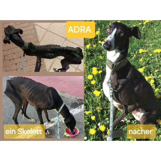 Spenden TSV Hundehilfe Motril Tierschutzverein Tierrettung Hundevermittlung