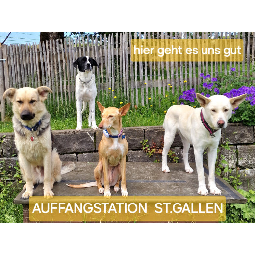 Spenden TSV Hundehilfe Motril Tierschutzverein Tierrettung Hundevermittlung