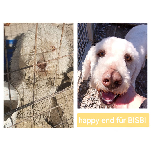 Spenden TSV Hundehilfe Motril Tierschutzverein Tierrettung Hundevermittlung