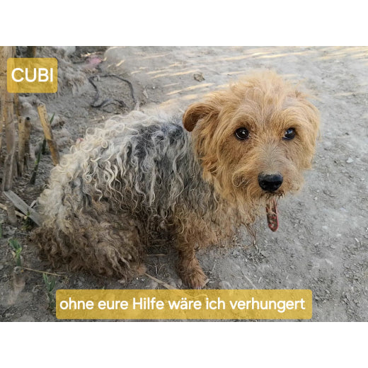 Spenden TSV Hundehilfe Motril Tierschutzverein Tierrettung Hundevermittlung