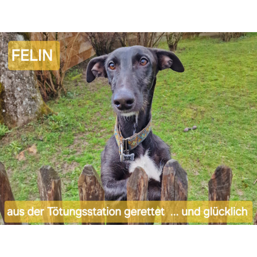 Spenden TSV Hundehilfe Motril Tierschutzverein Tierrettung Hundevermittlung