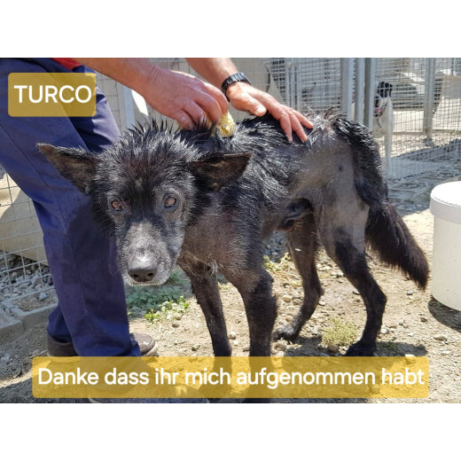 Spenden TSV Hundehilfe Motril Tierschutzverein Tierrettung Hundevermittlung