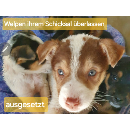 Spenden TSV Hundehilfe Motril Tierschutzverein Tierrettung Hundevermittlung