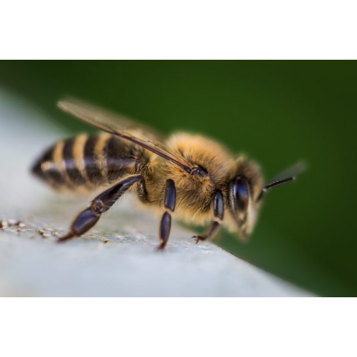 FREETHEBEES Bienen