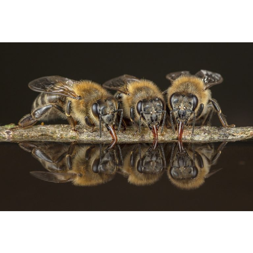 Swiss BeeMapping