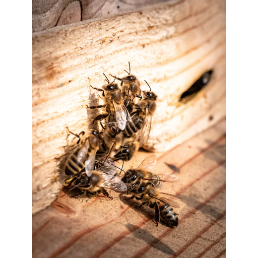 Anzeigehunde retten Bienen