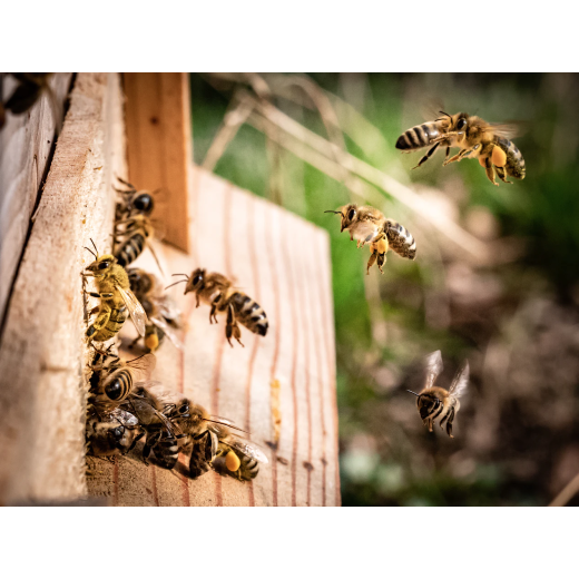 Anzeigehunde retten Bienen
